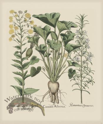 Besler 284 Colored  B2